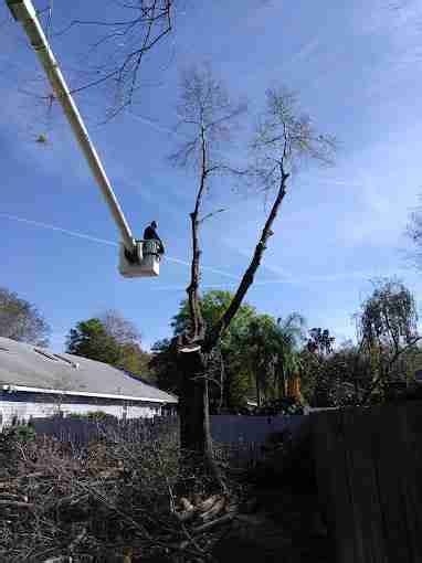 tree trimming lakeland fl|Iba pa.